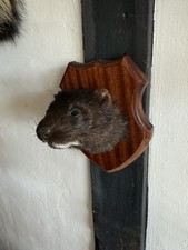 Mink shoulder mount for sale  SOLIHULL