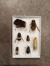 Seven great british for sale  PAIGNTON