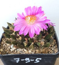 Ariocarpus scaphirostris sulle usato  Spedire a Italy