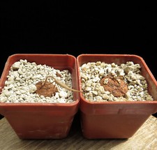 Dorstenia barnimiana saza for sale  Shipping to United Kingdom