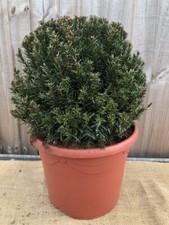 Taxus baccata ball for sale  WORTHING