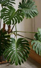 Monstera deliciosa big for sale  Opa Locka