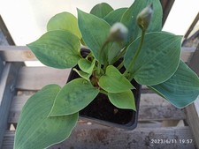 Hosta pearl lake gebraucht kaufen  Hesel