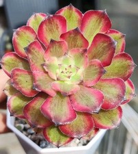Aeonium glow worm for sale  BARNSLEY