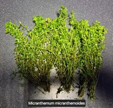 Micranthemum micranthemoides l for sale  COLWYN BAY