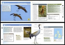 Common crane fresh for sale  SLEAFORD