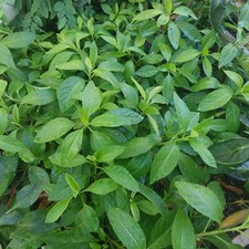 Longevity spinach cuttings for sale  Fort Lauderdale