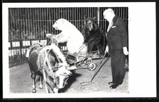 Circus fairground bear for sale  MALVERN