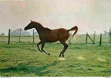 Animaux chevaux cheval d'occasion  Fruges