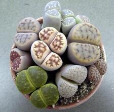 lithop seeds for sale lithop seeds for sale BRISTOL