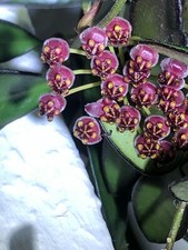 Hoya rosita gebraucht kaufen  Aachen