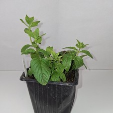 Potted mint plant for sale  LUTON