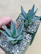 Aloe krapohliana var. for sale  Carlsbad