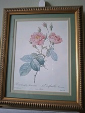 Vintage framed botanical for sale  SOUTHAMPTON