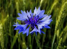 100 graines bleuet d'occasion  Clermont-Ferrand-