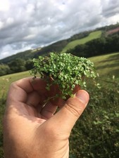 Green helxine soleirolii for sale  ABERYSTWYTH
