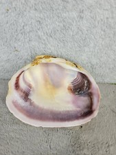 Natural sea shell for sale  League City