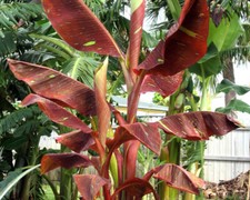 Siam ruby variegated for sale  Mobile