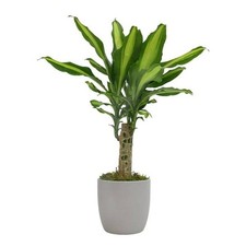 Dragon tree live for sale  Waxhaw