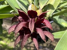 Bulbophyllum phalaenopsis crue gebraucht kaufen  Wolfsburg