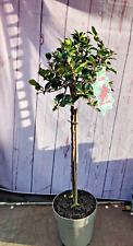 Holly tree standard for sale  HARLOW