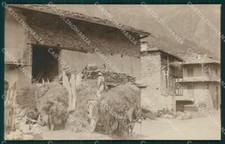 Aosta gressoney mulo usato  Gambolo