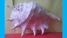 Muschel blashorn muschelhorn gebraucht kaufen  Hamburg