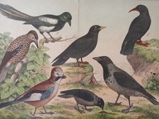 Cromolitografia uccelli ornito usato  Roma