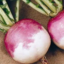 Turnip purple top for sale  UK