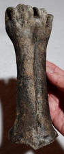 Bison left metacarpal for sale  USA