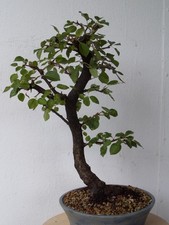 Bonsai wunderbare uralte gebraucht kaufen  Dresden