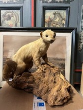 Tierpräparat marder taxidermi gebraucht kaufen  Biberach an der Riß