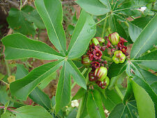 Jatropha excisa pubescens d'occasion  Expédié en Belgium