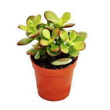Crassula portulacea minor gebraucht kaufen  Zweibrücken