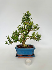 Bonsai zimmerbonsai buxus gebraucht kaufen  Böhl-Iggelheim