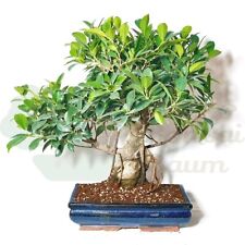 Bonsai chinesische feige gebraucht kaufen  Halle