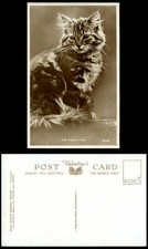 Beautiful pussy cat for sale  UK