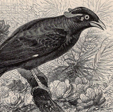 Collina myna uccellino usato  Spedire a Italy