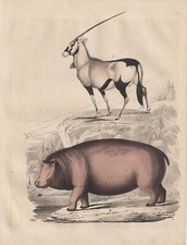 Flusspferd arabische ryx gebraucht kaufen Flusspferd arabische ryx gebraucht kaufen  Kassel