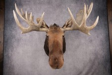 Canadian moose shoulder for sale  Wrightstown