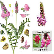 Lupinella seme certificato usato  Valgioie