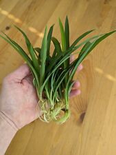 Green spider plant for sale  Pueblo