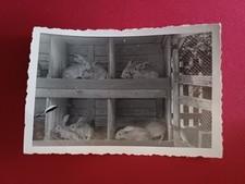 Kaninchen hasen stall gebraucht kaufen  Schönebeck (Elbe)