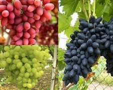 Varieta uva tavola usato  Villa di Tirano