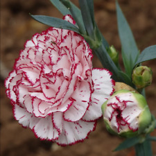 Flower seeds wild for sale  LONDON