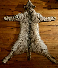 soft mount taxidermy for sale soft mount taxidermy for sale New York