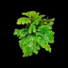 Selaginella suriname regenwald gebraucht kaufen  Mainz