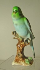 birds parakeet for sale  Vista