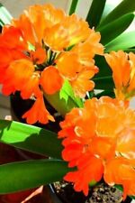 Clivia pflanze etabliert gebraucht kaufen  Bad Abbach