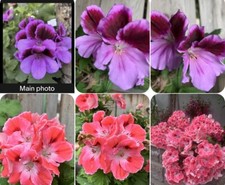 Two rare geranium for sale  San Jose
